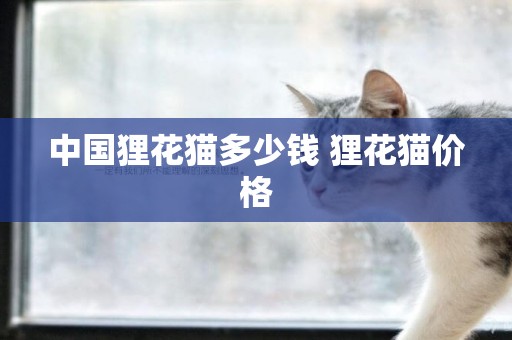 中國貍花貓多少錢 貍花貓價格