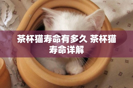茶杯貓壽命有多久 茶杯貓壽命詳解