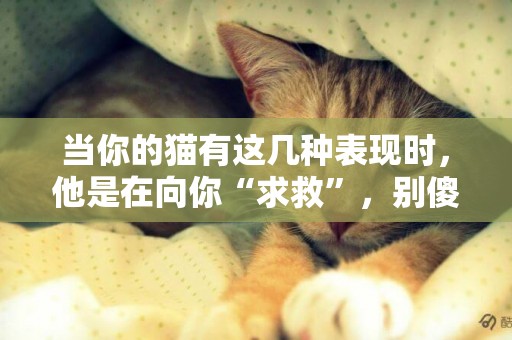 當你的貓有這幾種表現時，他是在向你“求救”，別傻傻的不知道 