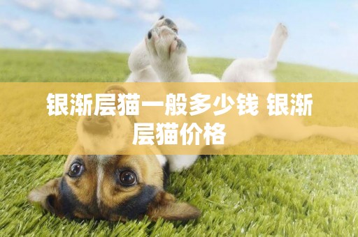 銀漸層貓一般多少錢 銀漸層貓價格
