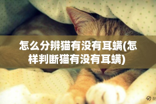 怎么分辨貓有沒有耳螨(怎樣判斷貓有沒有耳螨) 