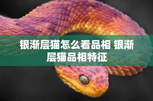 銀漸層貓怎么看品相 銀漸層貓品相特征