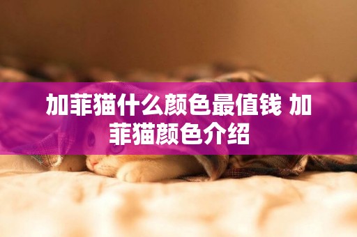 加菲貓什么顏色最值錢 加菲貓顏色介紹