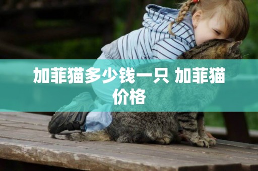 加菲貓多少錢一只 加菲貓價格