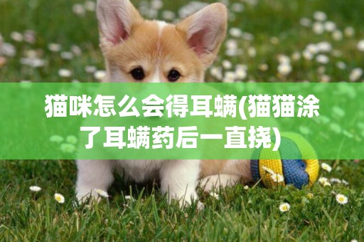 貓咪怎么會得耳螨(貓貓涂了耳螨藥后一直撓) 