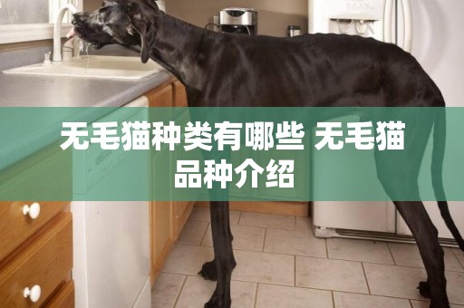 無毛貓種類有哪些 無毛貓品種介紹