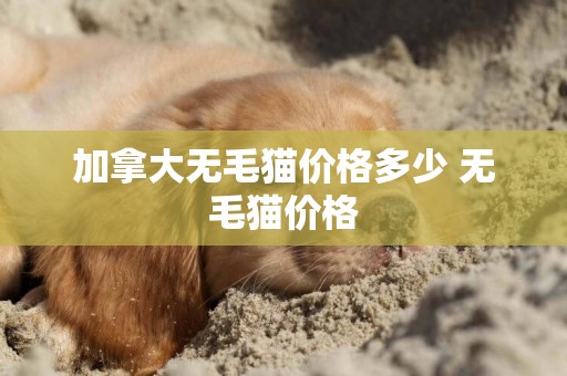 加拿大無毛貓價格多少 無毛貓價格