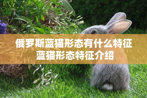 俄羅斯藍貓形態有什么特征 藍貓形態特征介紹