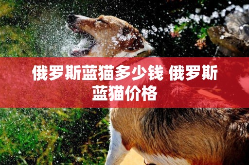 俄羅斯藍貓多少錢 俄羅斯藍貓價格