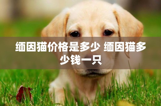 緬因貓價格是多少 緬因貓多少錢一只