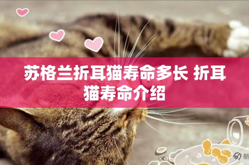 蘇格蘭折耳貓壽命多長 折耳貓壽命介紹