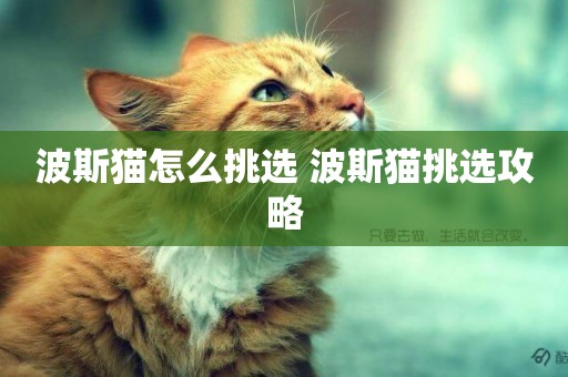 波斯貓怎么挑選 波斯貓挑選攻略