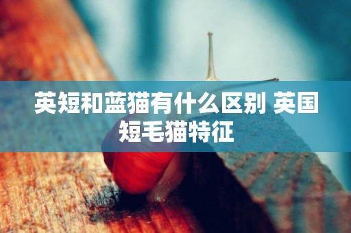 英短和藍貓有什么區別 英國短毛貓特征