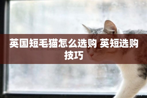 英國短毛貓怎么選購 英短選購技巧
