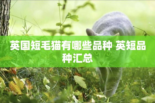 英國短毛貓有哪些品種 英短品種匯總