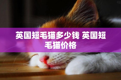英國短毛貓多少錢 英國短毛貓價格