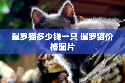暹羅貓多少錢一只 暹羅貓價格圖片