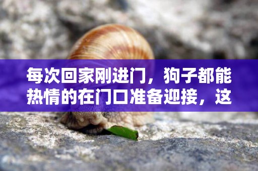 每次回家剛進門，狗子都能熱情的在門口準備迎接，這是為什么呢？ 