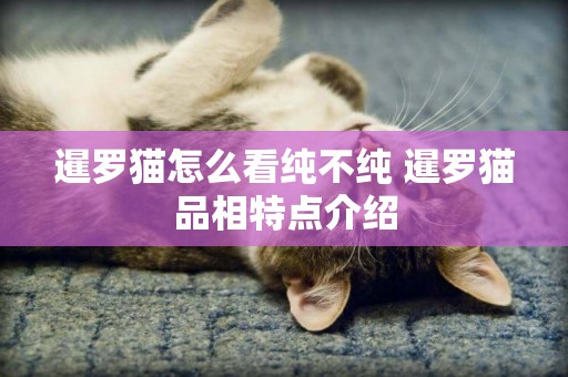 暹羅貓怎么看純不純 暹羅貓品相特點介紹