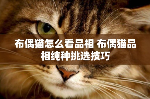 布偶貓怎么看品相 布偶貓品相純種挑選技巧