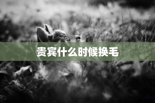 貴賓什么時候換毛