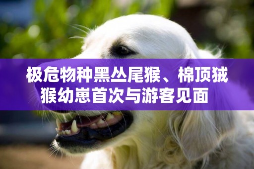 極危物種黑叢尾猴、棉頂狨猴幼崽首次與游客見面 