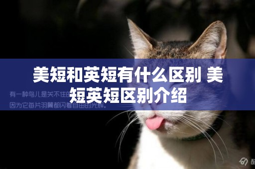 美短和英短有什么區別 美短英短區別介紹