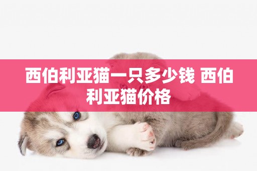 西伯利亞貓一只多少錢 西伯利亞貓價格