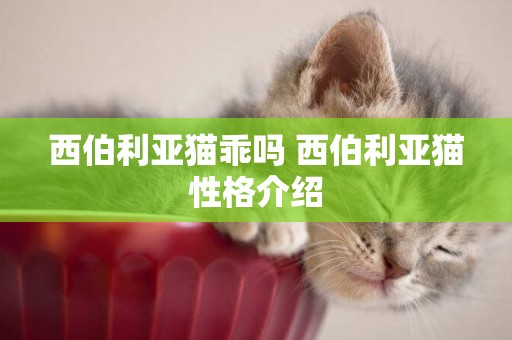 西伯利亞貓乖嗎 西伯利亞貓性格介紹