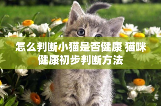 怎么判斷小貓是否健康 貓咪健康初步判斷方法
