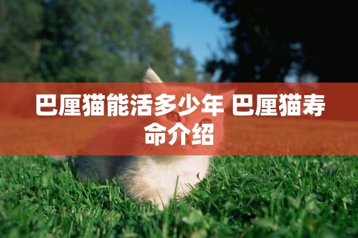 巴厘貓能活多少年 巴厘貓壽命介紹