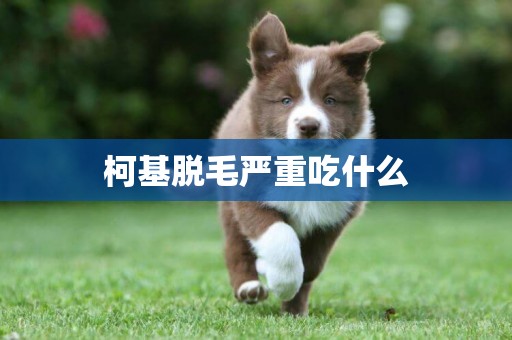 柯基脫毛嚴重吃什么