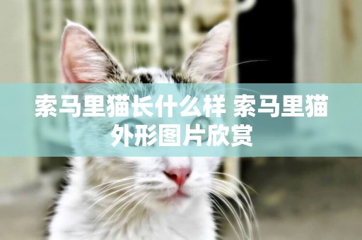 索馬里貓長什么樣 索馬里貓外形圖片欣賞
