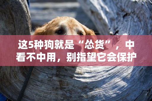 這5種狗就是“慫貨”，中看不中用，別指望它會保護你 