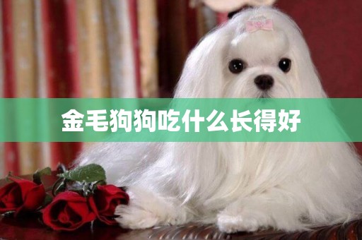 金毛狗狗吃什么長得好