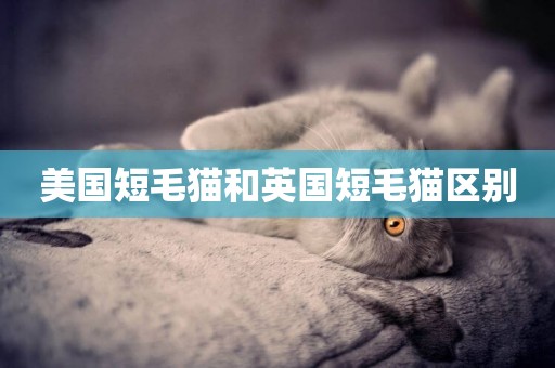 美國短毛貓和英國短毛貓區別