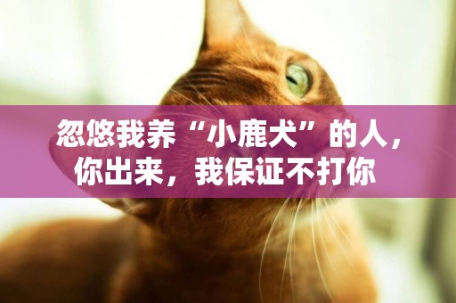 忽悠我養“小鹿犬”的人，你出來，我保證不打你 