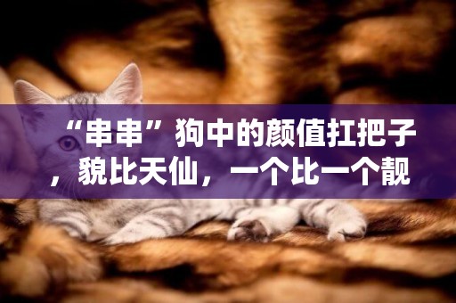 “串串”狗中的顏值扛把子，貌比天仙，一個比一個靚 