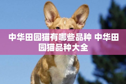 中華田園貓有哪些品種 中華田園貓品種大全