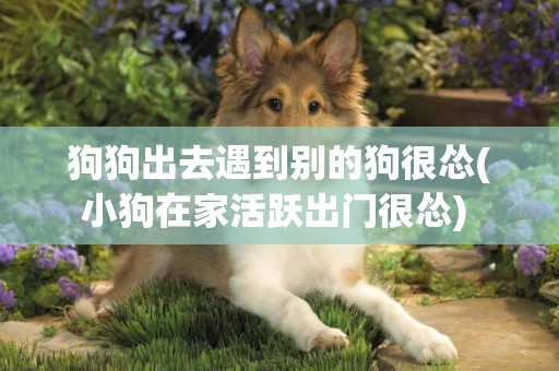 狗狗出去遇到別的狗很慫(小狗在家活躍出門很慫) 