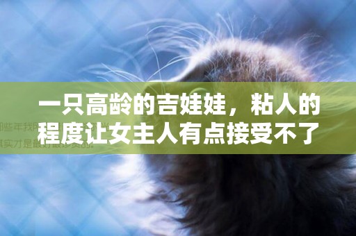 一只高齡的吉娃娃，粘人的程度讓女主人有點接受不了！ 
