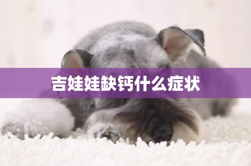 吉娃娃缺鈣什么癥狀