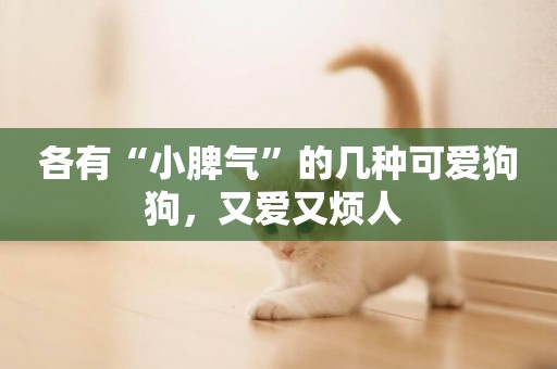 各有“小脾氣”的幾種可愛狗狗，又愛又煩人 