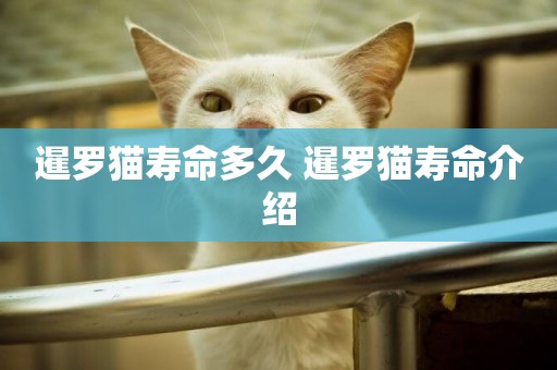 暹羅貓壽命多久 暹羅貓壽命介紹