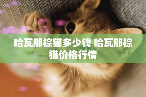哈瓦那棕貓多少錢 哈瓦那棕貓價格行情