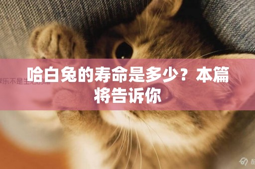 哈白兔的壽命是多少?本篇將告訴你 哈白兔的壽命是多少?本篇將告訴你