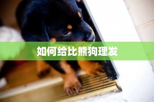 如何給比熊狗理發