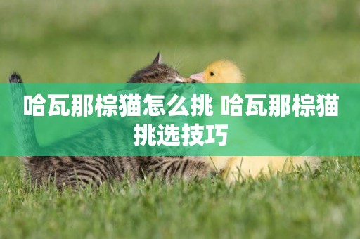 哈瓦那棕貓怎么挑 哈瓦那棕貓挑選技巧