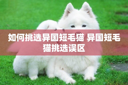 如何挑選異國短毛貓 異國短毛貓挑選誤區
