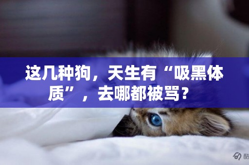 這幾種狗，天生有“吸黑體質”，去哪都被罵？ 